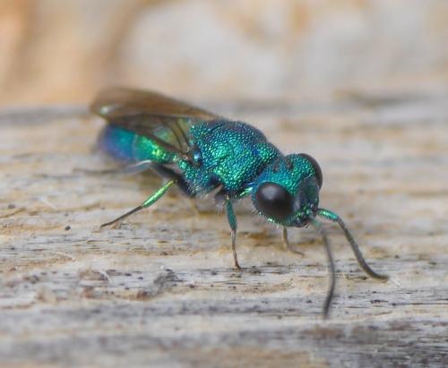 Trichrysis cyanea